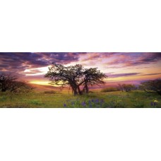 Puzzel Oak Tree,Hum.2000 Pan.Heye 29472